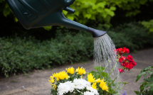 Watering Cans Watering Cans