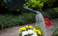 Watering Cans Watering Cans